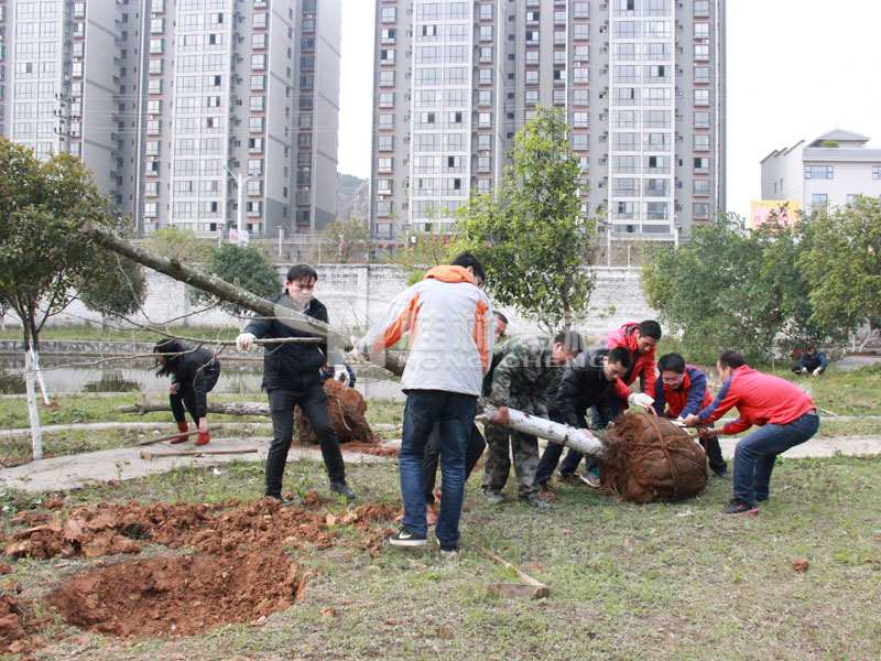磨粉机员工植树节植物